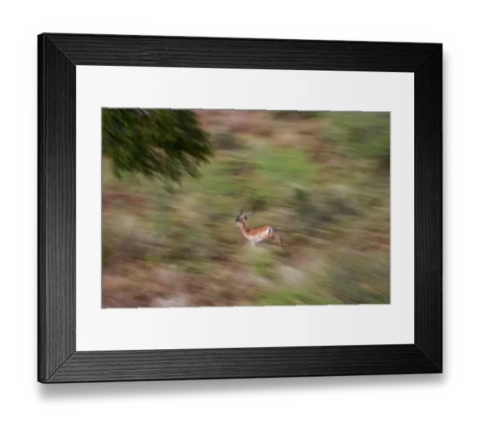 Framed Print : Grants Gazelle Nanger granti aerial view Masai Mara Kenya Framed Print : Grants Gazelle Nanger granti aerial view Masai Mara Kenya