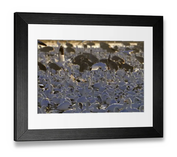 Framed Print : Snow Geese (Chen caerulescens) at dawn Bosque del Apache New Mexico USA winter Framed Print : Snow Geese (Chen caerulescens) at dawn Bosque del Apache New Mexico USA winter