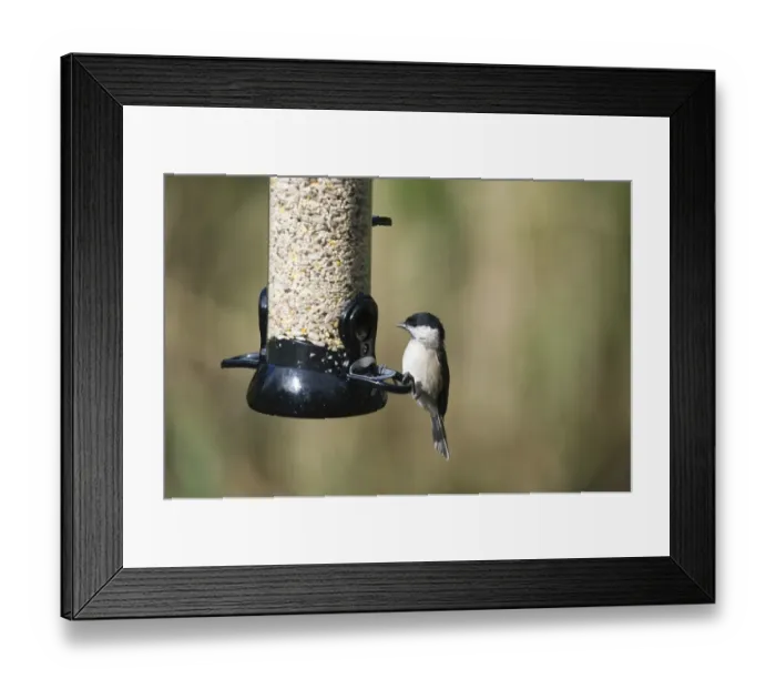 Framed Print : 005696 Framed Print : 005696