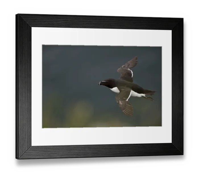 Framed Print : Razorbill (Alca torda) Fowlheugh RSPB Reserve Scotland July
