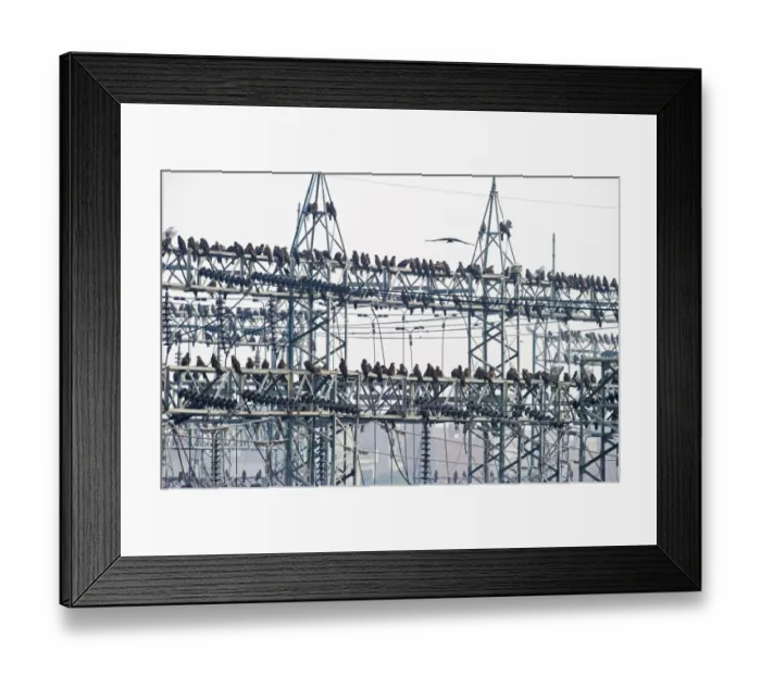 Framed Print : Black Kites Milvus migrans at Ghazipur rubbish fump one of the largest dumps on earth Framed Print : Black Kites Milvus migrans at Ghazipur rubbish fump one of the largest dumps on earth