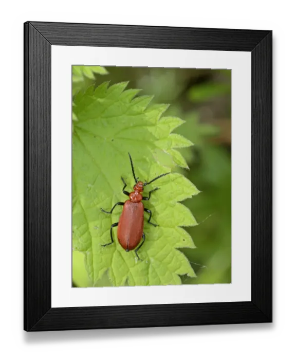 Framed Print : Red-headed Cardinal Beetle Pyrochroa serraticornis Norfolk Framed Print : Red-headed Cardinal Beetle Pyrochroa serraticornis Norfolk