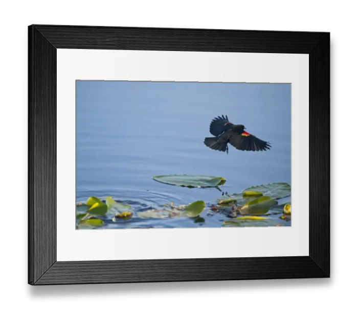 Framed Print : Red-winged Blackbird Agelaius phoeniceus Florida Everglades USA