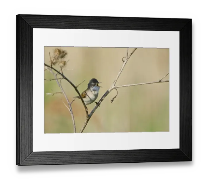 Framed Print : Whitethroat Sylvia communis in song Norfolk spring Framed Print : Whitethroat Sylvia communis in song Norfolk spring