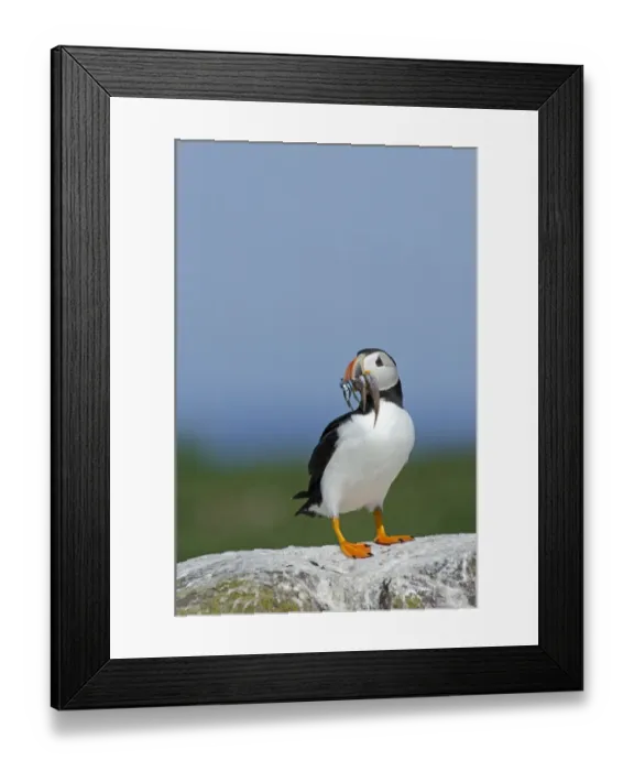 Framed Print : Puffin Fratercula arctica with beak full of sand eels Inner Farne Farne Islands Northumberland