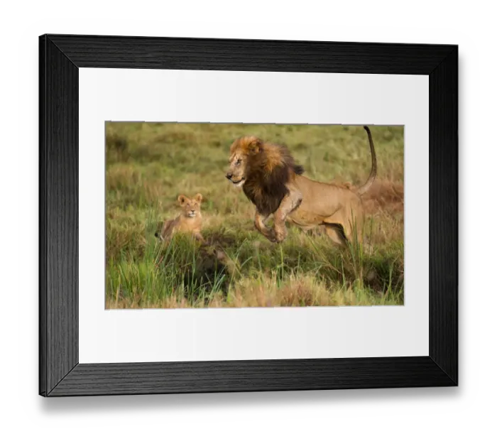 Framed Print : Lion Panthera leo male playing with cubs Marsh pride Masai Mara Kenya Framed Print : Lion Panthera leo male playing with cubs Marsh pride Masai Mara Kenya