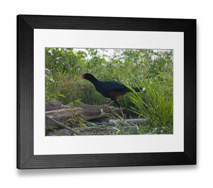 Framed Print : Razor-billed Currasow Mitu tuberosum Tambopata Amazon Peru Framed Print : Razor-billed Currasow Mitu tuberosum Tambopata Amazon Peru