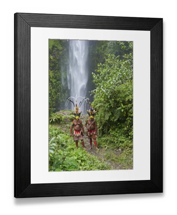 Framed Print : Timan Tumbo and Hale Johu Huli Wigmen adorned in bird of paradise plumes Tari Valley Framed Print : Timan Tumbo and Hale Johu Huli Wigmen adorned in bird of paradise plumes Tari Valley