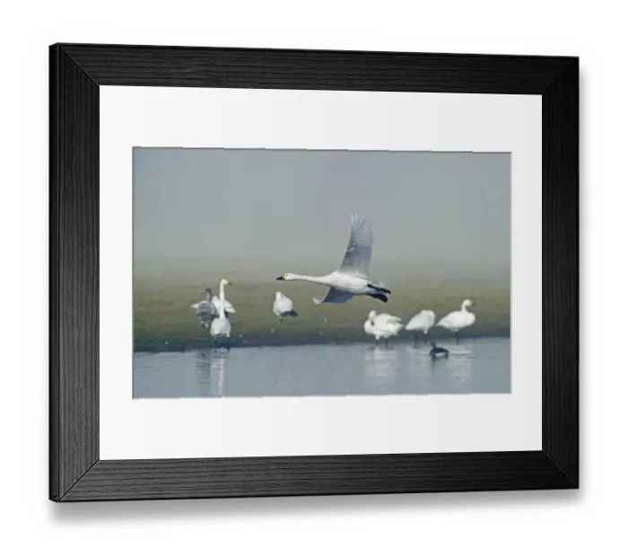 Framed Print : Bewicks Swans Cygnus columbianus Slimbridge Glos winter Framed Print : Bewicks Swans Cygnus columbianus Slimbridge Glos winter