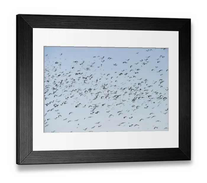Framed Print : Lapwing Vanellus vanellus flock Slimbridge Glos winter Framed Print : Lapwing Vanellus vanellus flock Slimbridge Glos winter