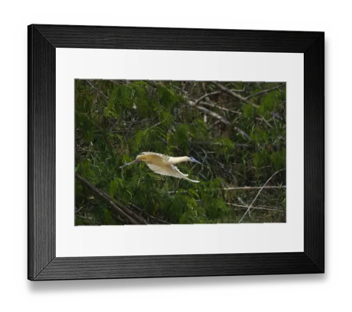 Framed Print : Capped Heron Pilherodius pileatus Amazon Peru Framed Print : Capped Heron Pilherodius pileatus Amazon Peru