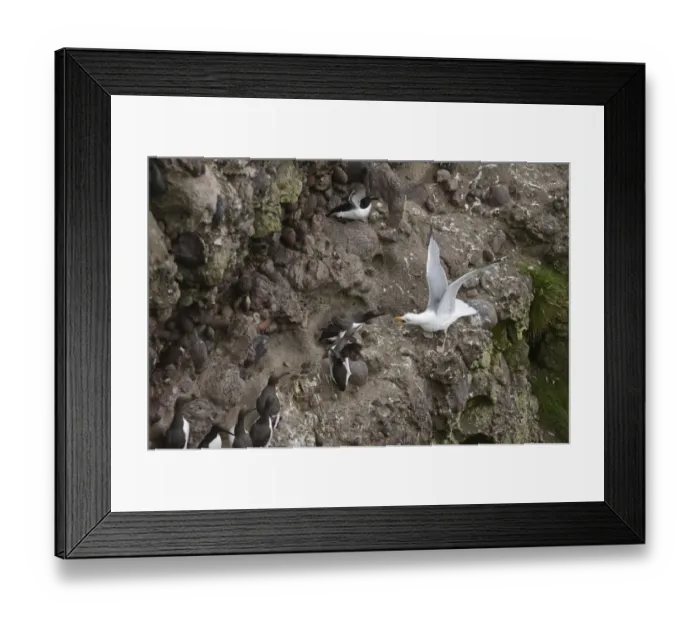 Framed Print : Herring Gull Larus argentatus attempting to take chick or egg from Common Guillemots Framed Print : Herring Gull Larus argentatus attempting to take chick or egg from Common Guillemots