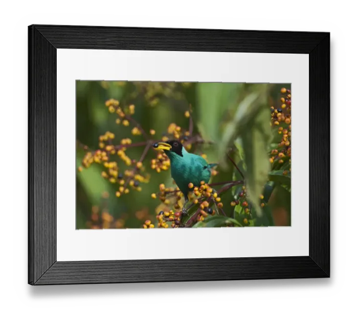 Framed Print : Green Honeycreeper Chlorophanes spiza male La Selva Costa Rica Framed Print : Green Honeycreeper Chlorophanes spiza male La Selva Costa Rica