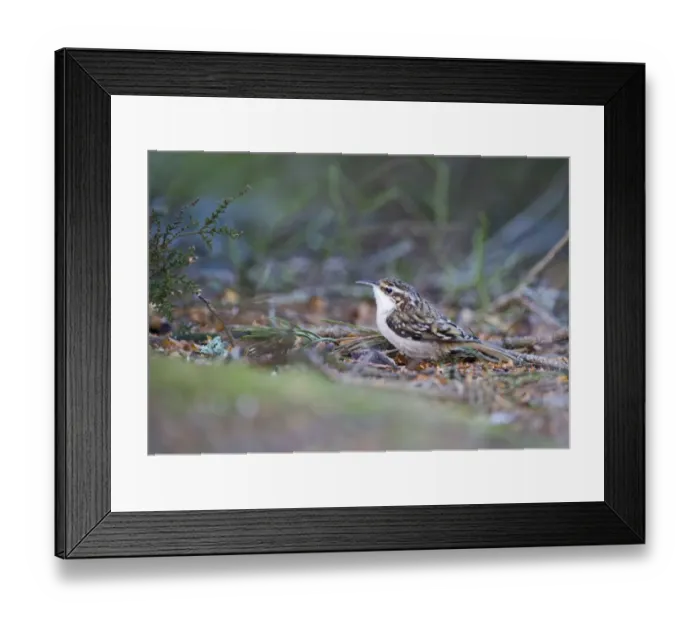 Framed Print : Treecreeper Certhia familiaris Scotland winter Framed Print : Treecreeper Certhia familiaris Scotland winter
