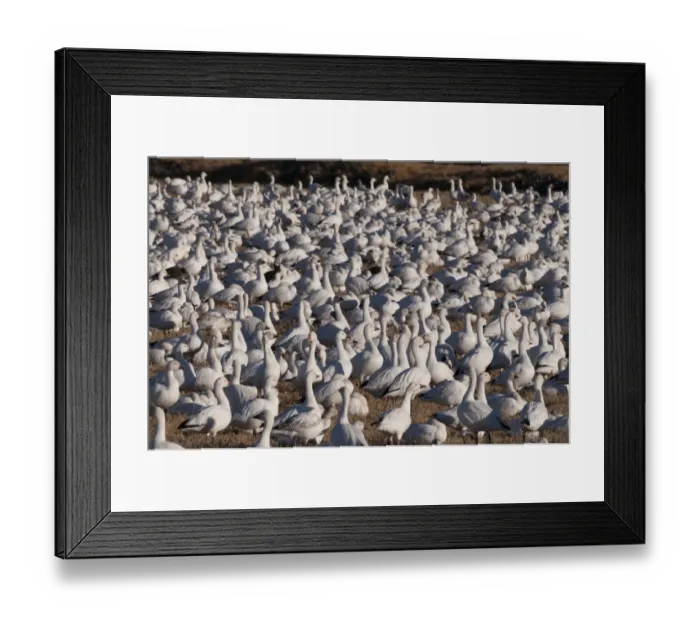 Framed Print : Snow Geese Chen carulescens taking flight at dawn Bosque del Apache New Mexico USA Framed Print : Snow Geese Chen carulescens taking flight at dawn Bosque del Apache New Mexico USA