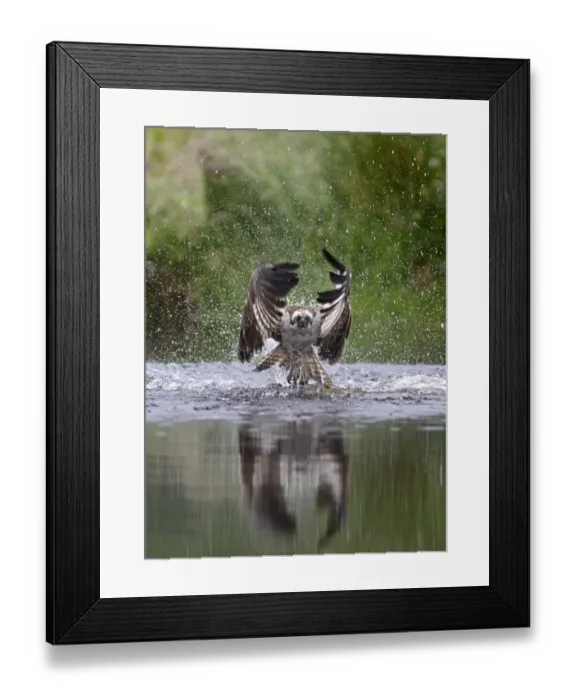 Framed Print : Osprey Pandion Haliaeetus emerging from loch with no fish Scottish Highlands July Framed Print : Osprey Pandion Haliaeetus emerging from loch with no fish Scottish Highlands July