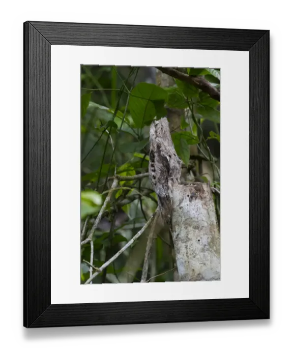 Framed Print : Common Potoo Nyctibius griseus on River Amazon near Iquitos Peru