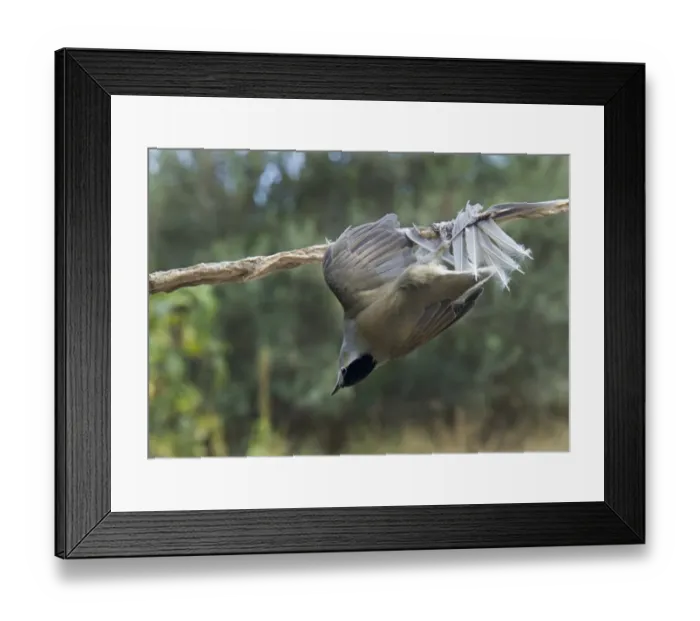 Framed Print : Blackcap Sylvia atricapilla illegally trapped on limestick for use as ambelopulia Cyprus Framed Print : Blackcap Sylvia atricapilla illegally trapped on limestick for use as ambelopulia Cyprus