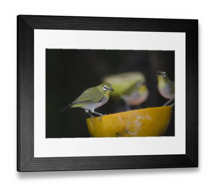 Framed Print : Oriental White-eye, Zosterops palpebrosus feeding on fruit in garden Singapore Framed Print : Oriental White-eye, Zosterops palpebrosus feeding on fruit in garden Singapore