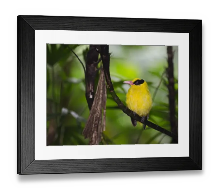 Framed Print : Black-naped Oriole (Oriolus chinensis) Singapore Framed Print : Black-naped Oriole (Oriolus chinensis) Singapore