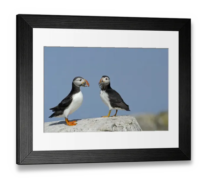 Framed Print : Puffin Fratercula arctica with beak full of sand eels Inner Farne Farne Islands Northumberland Framed Print : Puffin Fratercula arctica with beak full of sand eels Inner Farne Farne Islands Northumberland