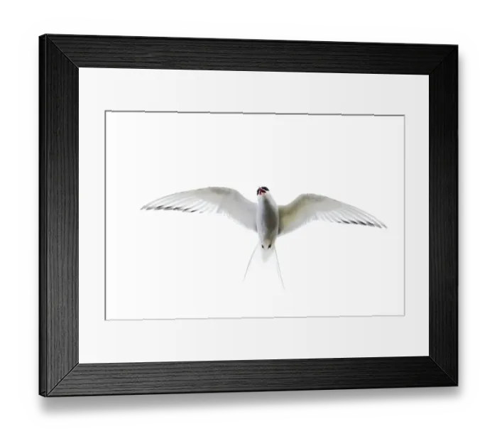 Framed Print : Arctic Tern Sterna paradisaea Shetland UK June Framed Print : Arctic Tern Sterna paradisaea Shetland UK June