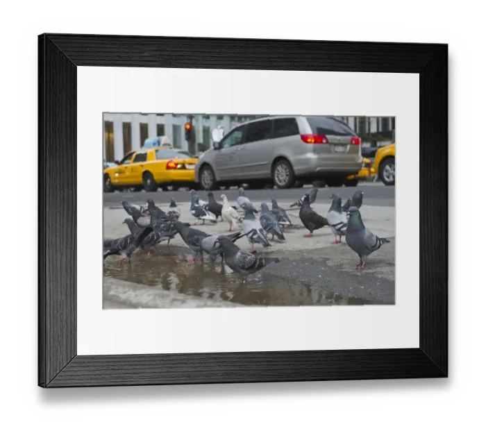 Framed Print : Common Pigeons in New York City USA