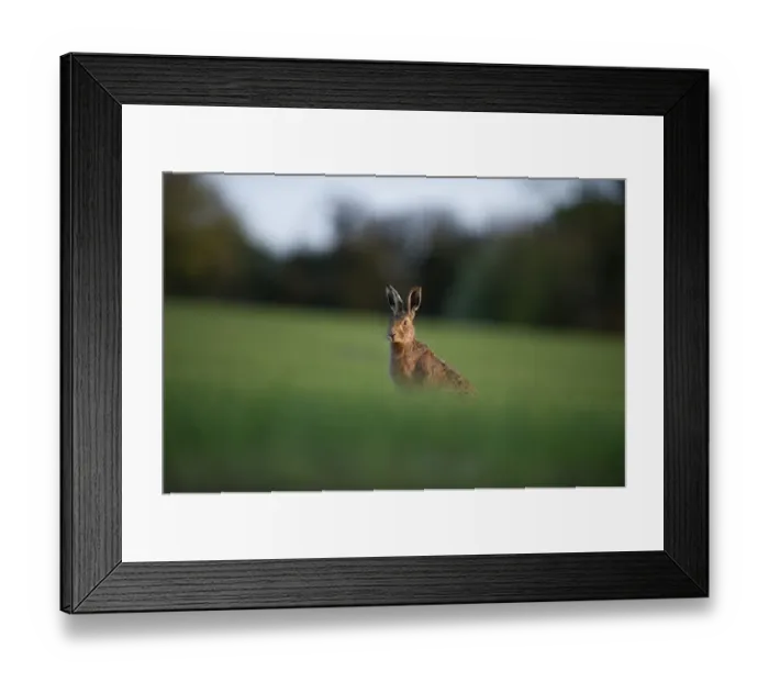 Framed Print : Brown Hare Leus europaeus Norfolk spring Framed Print : Brown Hare Leus europaeus Norfolk spring