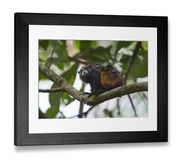 Framed Print : Saddle-backed Tamarin seguinus-fuscicollis with young on back Tambopata Peru Framed Print : Saddle-backed Tamarin seguinus-fuscicollis with young on back Tambopata Peru