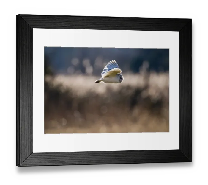 Framed Print : Barn Owl Tyto alba hunting over grazing marsh at Burnham Overy Norfolk February Framed Print : Barn Owl Tyto alba hunting over grazing marsh at Burnham Overy Norfolk February