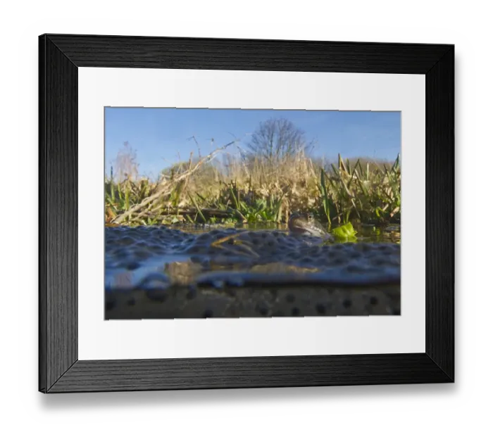 Framed Print : Common Frog Rana temporaria with spawn in garden pond Norfolk March Framed Print : Common Frog Rana temporaria with spawn in garden pond Norfolk March
