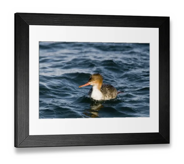 Framed Print : 003925 Framed Print : 003925