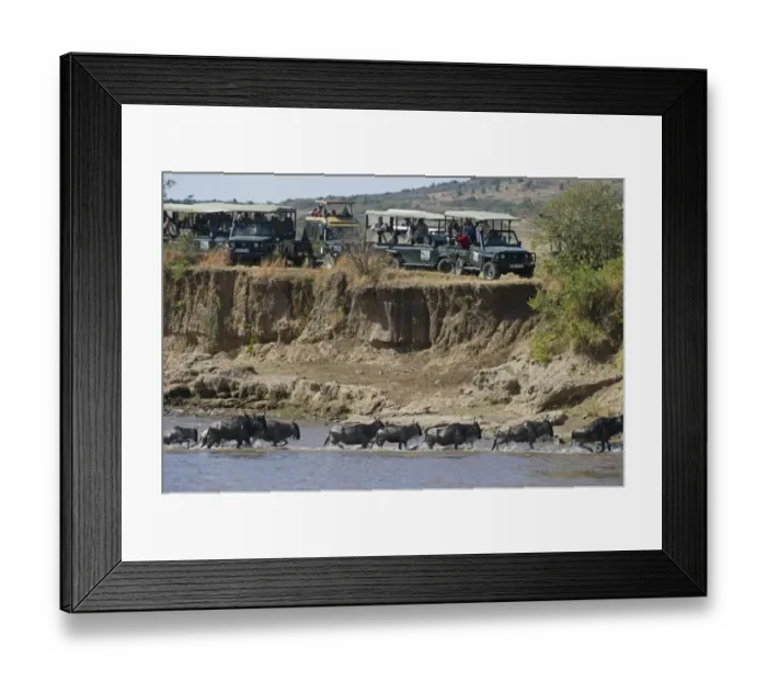 Framed Print : Tourists watching Wildebeest crossing Mara River during Great Migration Kenya August
