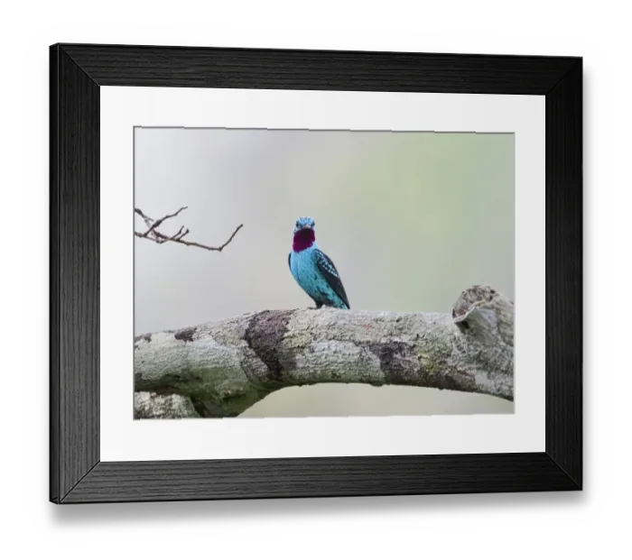 Framed Print : Plum-throated Cotinga Cotinga maynana Norther Amazon River Basin Peru Framed Print : Plum-throated Cotinga Cotinga maynana Norther Amazon River Basin Peru