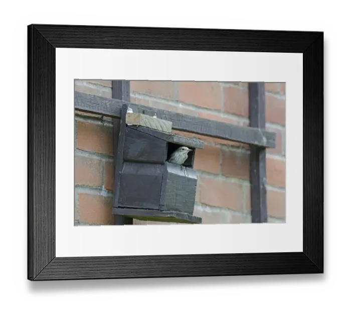 Framed Print : Spotted Flycatcher Muscicapa striata at nest box on side of house Norfolk Framed Print : Spotted Flycatcher Muscicapa striata at nest box on side of house Norfolk