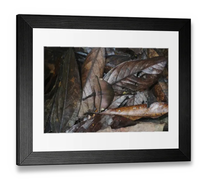 Framed Print : Peacock Moth Automeris sp. Amazon Rainforest Peru Framed Print : Peacock Moth Automeris sp. Amazon Rainforest Peru