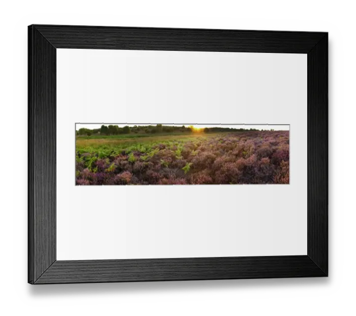 Framed Print : Lowland heath on Minsmere RSPB Reserve within the Suffolk Sandlings Suffolk in august Framed Print : Lowland heath on Minsmere RSPB Reserve within the Suffolk Sandlings Suffolk in august