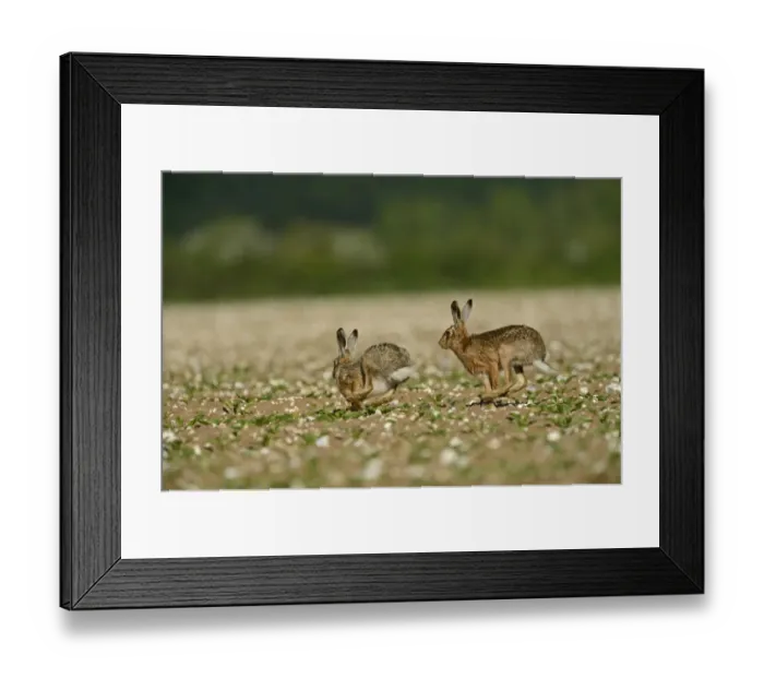 Framed Print : Brown Hare Lepus europaeus buck chasing doe Norfolk May Framed Print : Brown Hare Lepus europaeus buck chasing doe Norfolk May
