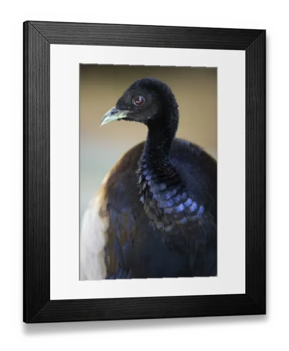 Framed Print : Grey-winged Trumpeter Psophia crepitans Amazon Rainforest Peru Framed Print : Grey-winged Trumpeter Psophia crepitans Amazon Rainforest Peru