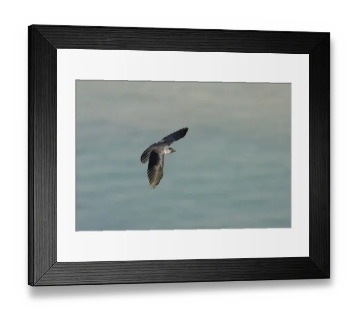 Framed Print : Montagus Harrier circus pygargus male migrating through Caucusus Mountains in Georgia Framed Print : Montagus Harrier circus pygargus male migrating through Caucusus Mountains in Georgia