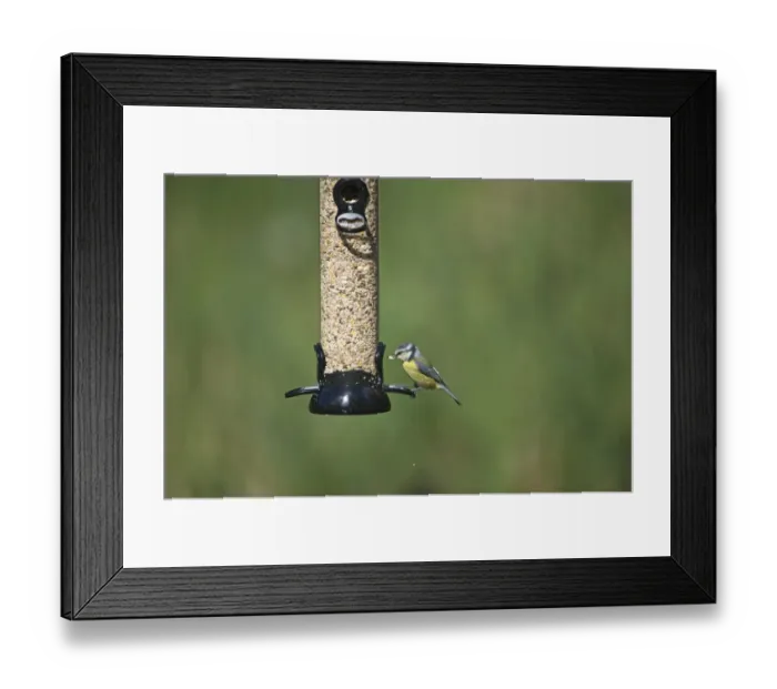 Framed Print : 005701 Framed Print : 005701