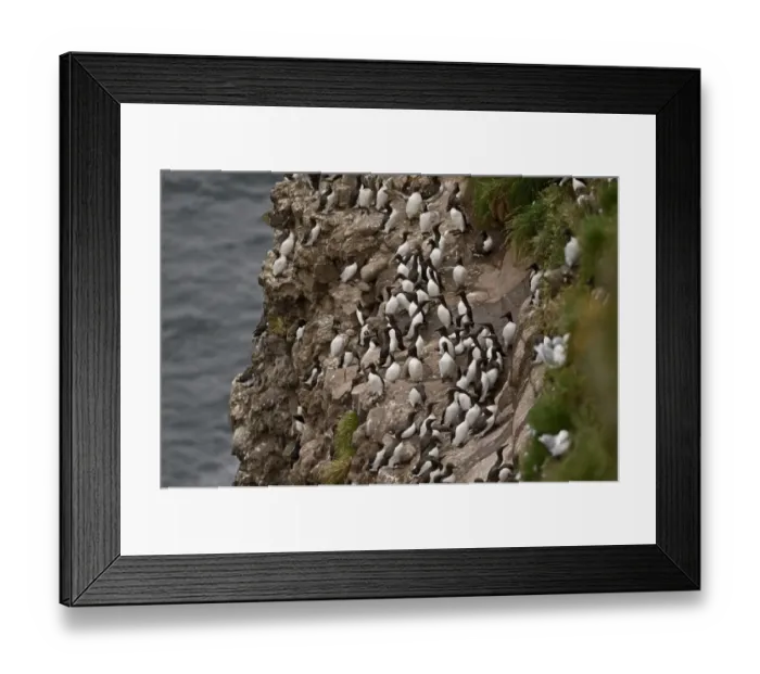 Framed Print : Common Guillemot or Common Murre, Uria aalge colony on cliff Fowlsheugh RSPB Reserve Framed Print : Common Guillemot or Common Murre, Uria aalge colony on cliff Fowlsheugh RSPB Reserve