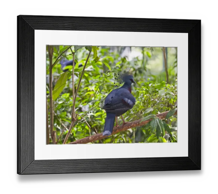 Framed Print : Victoria Crowned Pigeon, Goura victoria New Guinea Framed Print : Victoria Crowned Pigeon, Goura victoria New Guinea