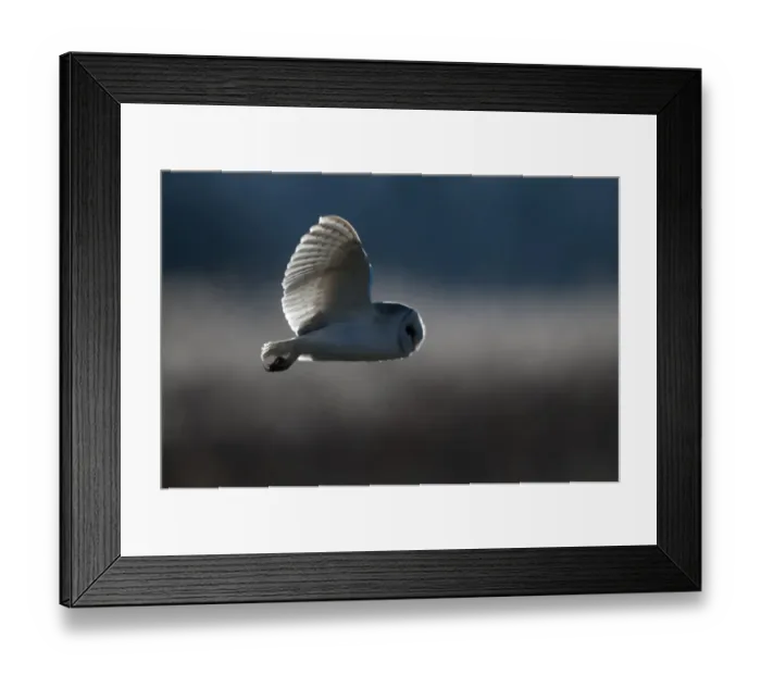 Framed Print : Barn Owl Tyto alba Norfolk late winter