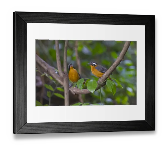 Framed Print : White-browed Robin Chat Cossypha heuglini Masai Mara Kenya East Africa Framed Print : White-browed Robin Chat Cossypha heuglini Masai Mara Kenya East Africa