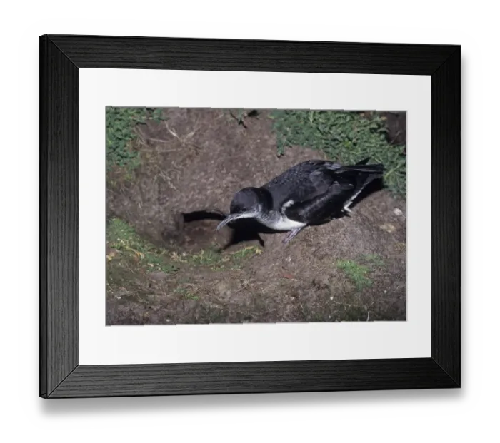 Framed Print : Manx Shearwater at entrance to nest burrow on Skomer Pembrokeshire Wales