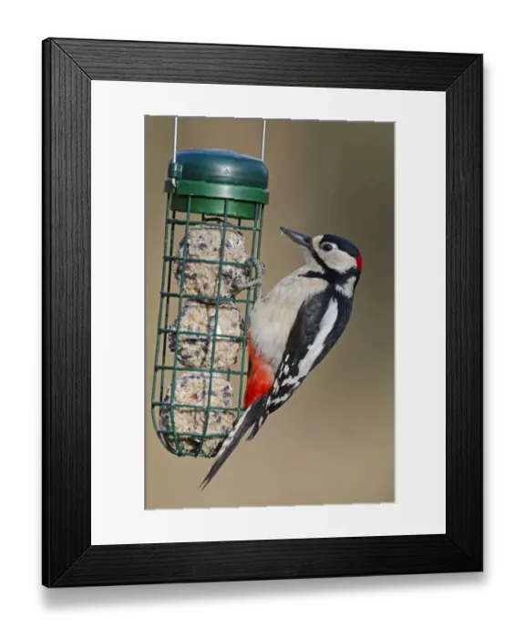 Framed Print : Great Spotted Woodpecker on fat feeder Framed Print : Great Spotted Woodpecker on fat feeder