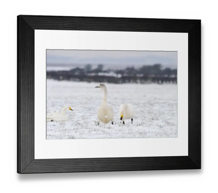 Framed Print : Whooper Swans Cygnus cygnus Solway Dumfries Scotland winter Framed Print : Whooper Swans Cygnus cygnus Solway Dumfries Scotland winter