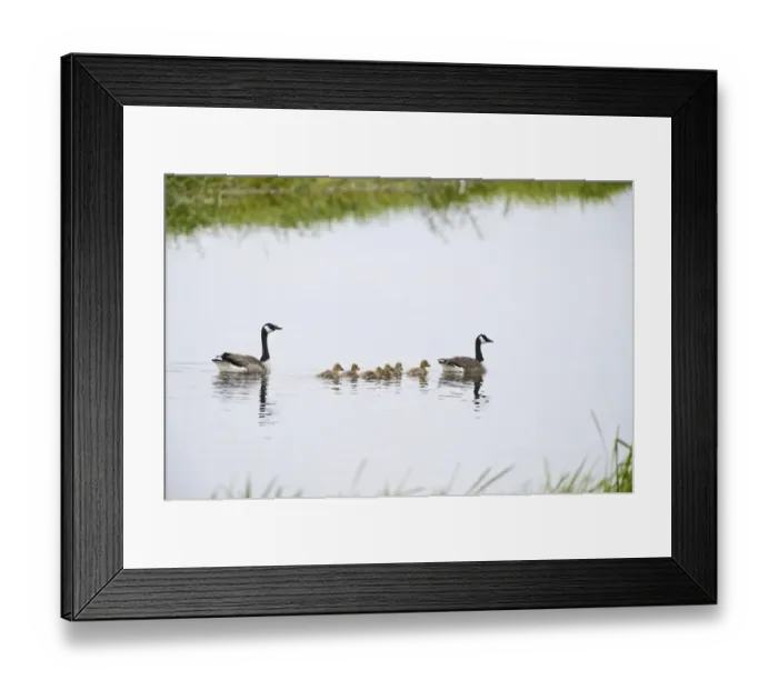 Framed Print : Canada Geese Branta canadensis with family of goslings Norfolk summer Framed Print : Canada Geese Branta canadensis with family of goslings Norfolk summer