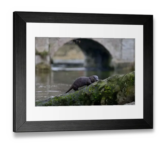 Framed Print : European Otter (Eurasian River Otter) Lutra lutra climbing tree on River Thet, Thetford
